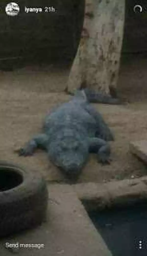 Photos From Iyanya Scary Trip To Crocodile Museum [Photos]